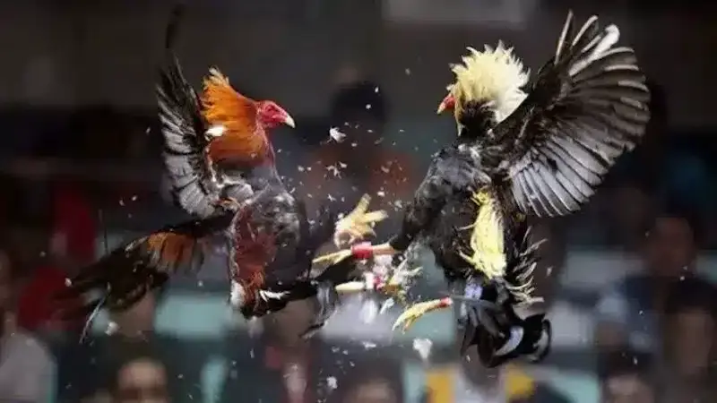 Interesting Aspects of Thomo Cockfighting